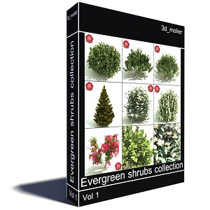 Evergreen shrubs collection