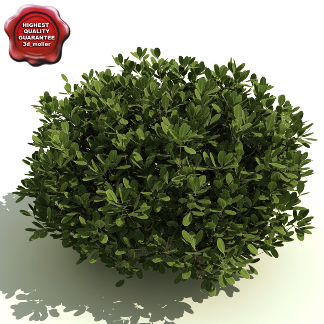 3d evergreen shrubs model https://p.turbosquid.com/ts-thumb/zC/gwuMbq/mWcMBCcU/ilex_glabra_0/jpg/1231181828/1920x1080/fit_q87/d27c91e09afed6409c176b7a20d8b4fd47028a73/ilex_glabra_0.jpg