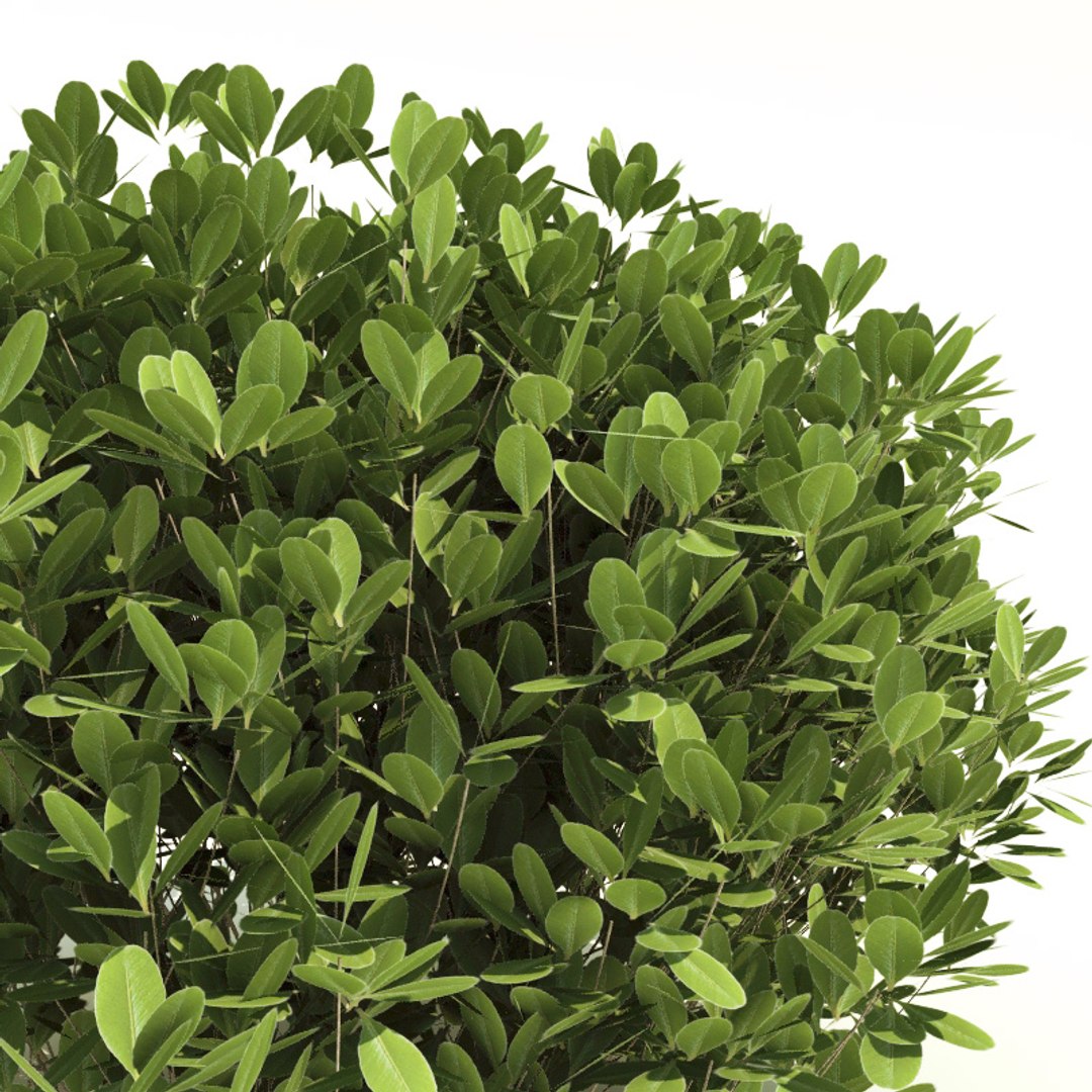 3d evergreen shrubs model https://p.turbosquid.com/ts-thumb/zC/gwuMbq/rWG4FTTN/ilex_glabra_2/jpg/1231181836/1920x1080/fit_q87/db169515c3548c5ea848794dc16d9297d05f5085/ilex_glabra_2.jpg
