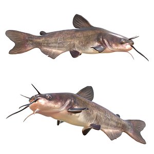 White Catfish model