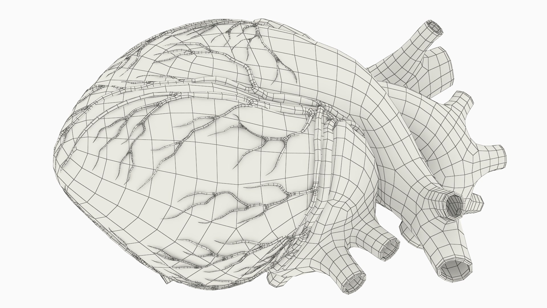 Realistic Human Heart Anatomy Red 3D Model - TurboSquid 2549035