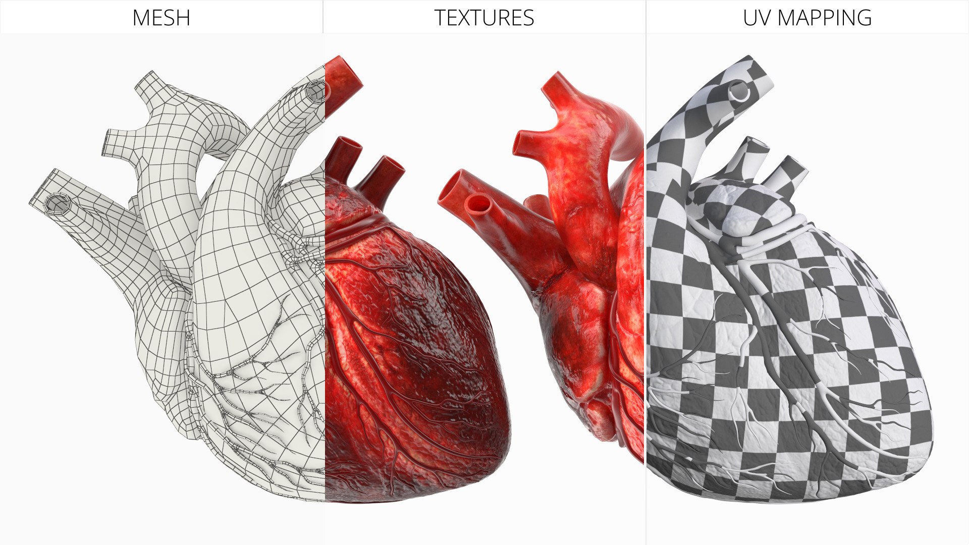Realistic Human Heart Anatomy Red 3D Model - TurboSquid 2549035
