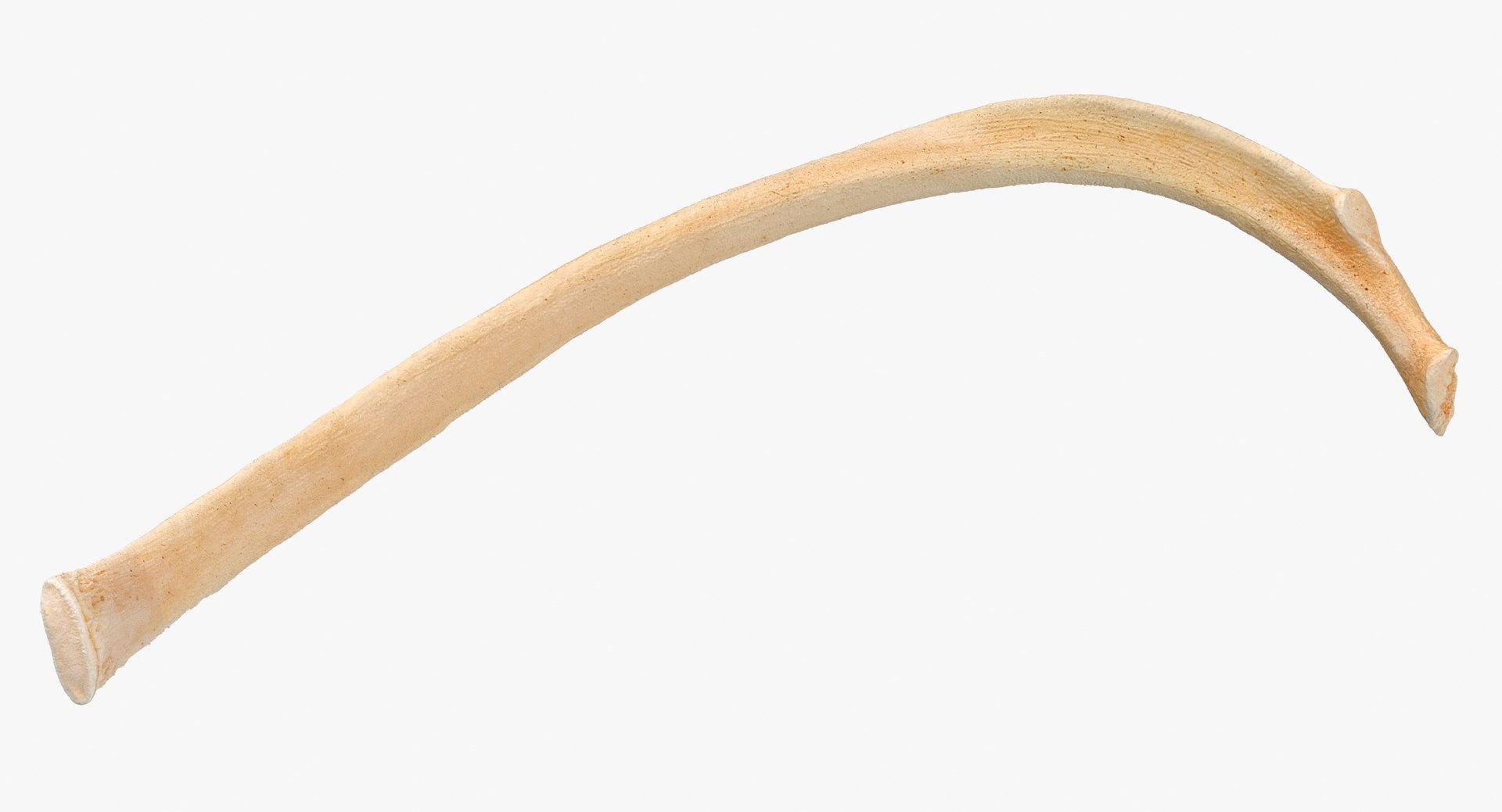 3D Kangaroo Red Necked Wallaby Rib T6 - TurboSquid 2102541