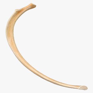 Kangaroo Red Necked Wallaby Rib T6