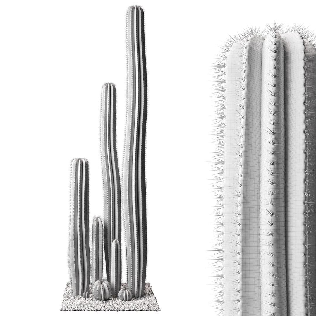 Cactus Set 01 Model - TurboSquid 2192553