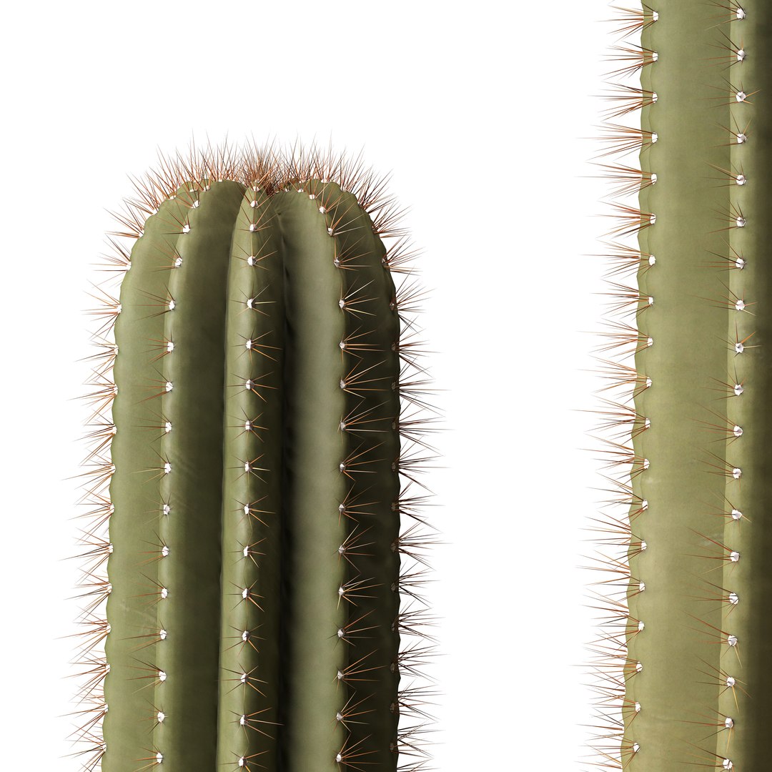 Cactus Set 01 Model - TurboSquid 2192553