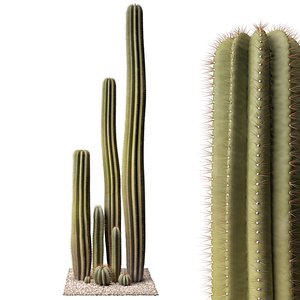 Cactus set 01