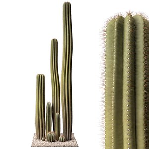 Cactus set 01