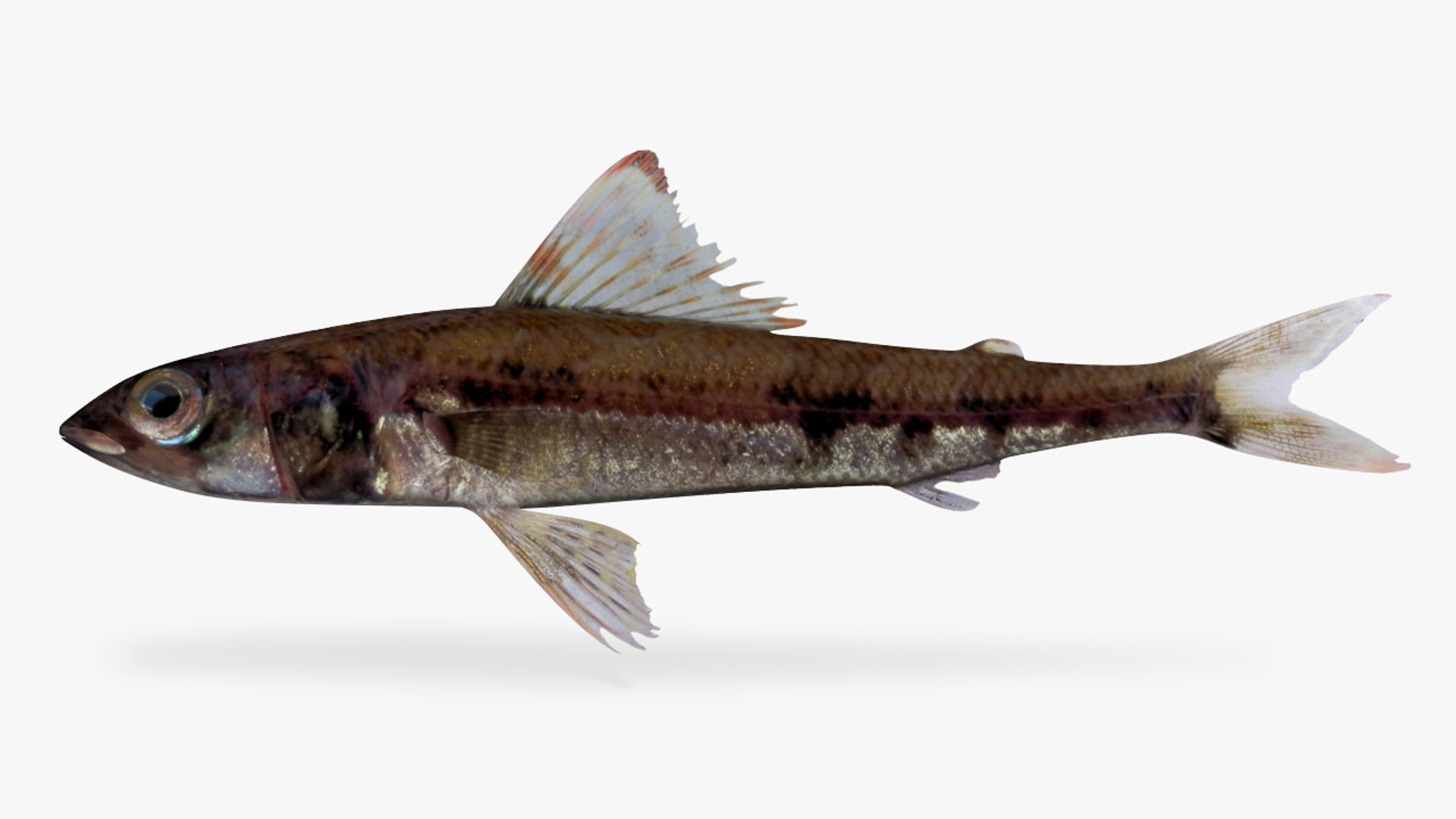 Eastern Pacific Flagfin 3D Model - TurboSquid 1358520