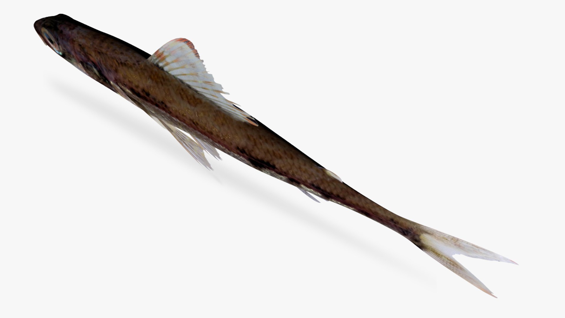 Eastern Pacific Flagfin 3D Model - TurboSquid 1358520