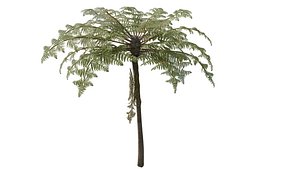 3D Fern Tree model