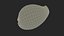Golden Cowrie Shell