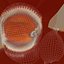Golden Cowrie Shell