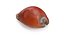Golden Cowrie Shell
