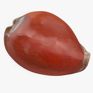 3D model Golden Cowrie Shell