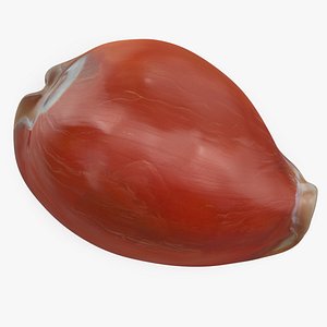 Golden Cowrie Shell