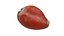 Golden Cowrie Shell