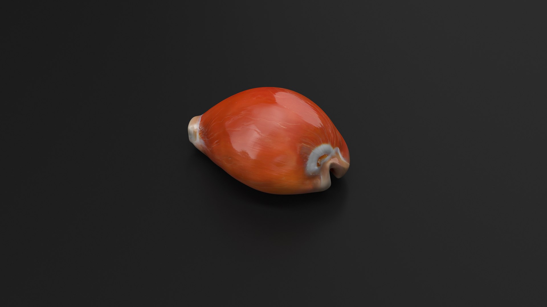 3D model Golden Cowrie Shell https://p.turbosquid.com/ts-thumb/zD/RkyTas/li/goldencowrieshell3dsmodel004/jpg/1670544673/1920x1080/fit_q87/1a9095cbcfea537986e1fb12edfdbd92d134d1d3/goldencowrieshell3dsmodel004.jpg