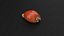 Golden Cowrie Shell