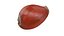 Golden Cowrie Shell