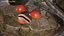 Golden Cowrie Shell