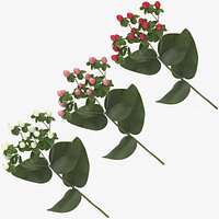 Hypericum Collection