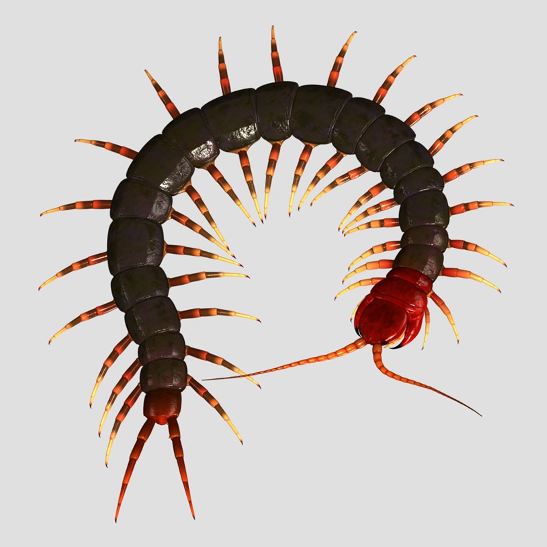 3d model centipede