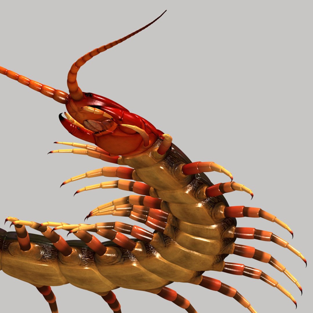 3d Model Centipede