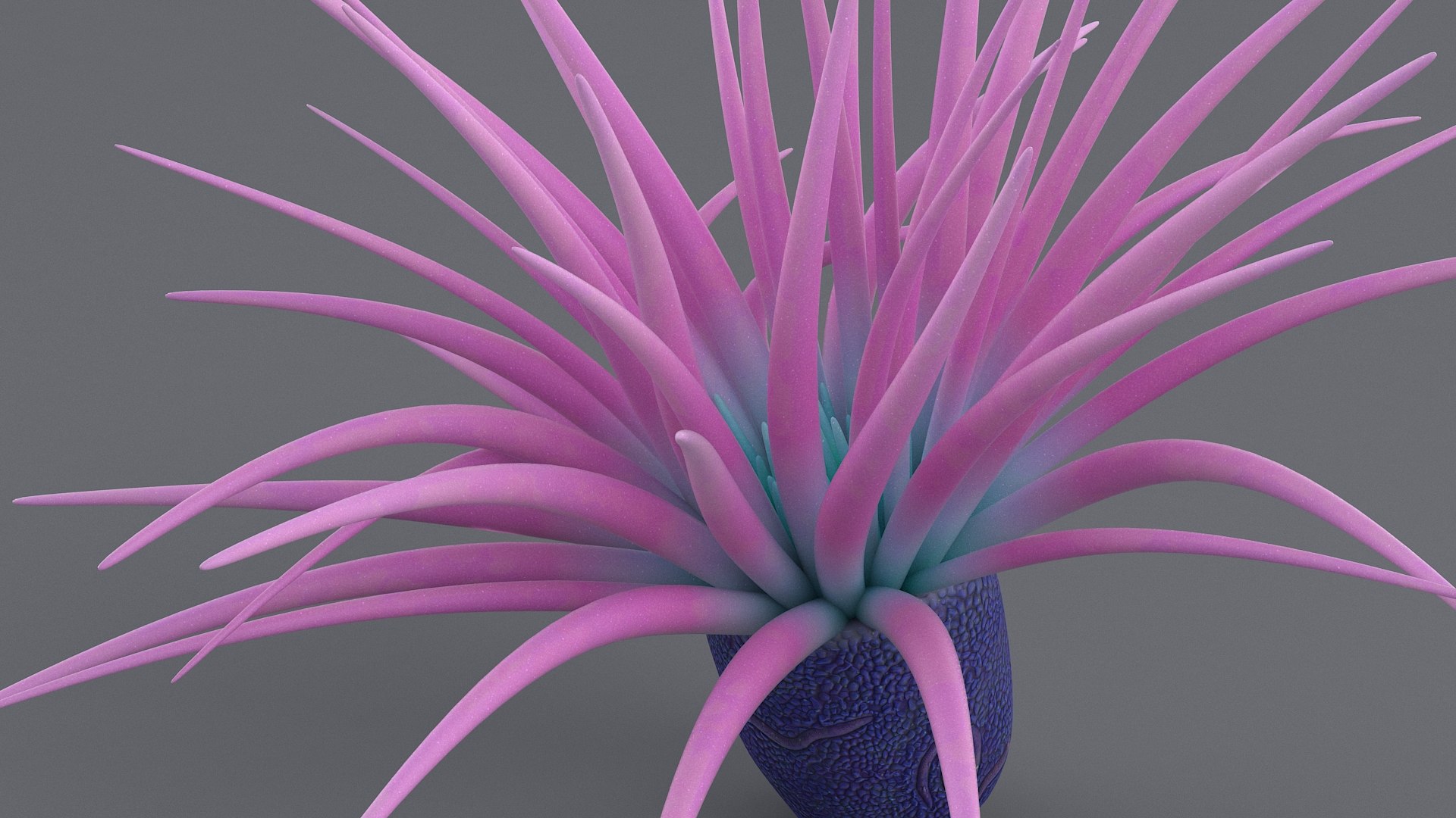 cerianthus coral model https://p.turbosquid.com/ts-thumb/zD/TKzmAG/QXuWZjkx/cerianthus_07/jpg/1575363907/1920x1080/fit_q87/ad4f433b5e0a25c18dcefa982678b2eeb3983f67/cerianthus_07.jpg