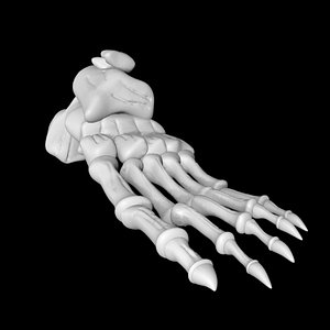 Skeletal foot