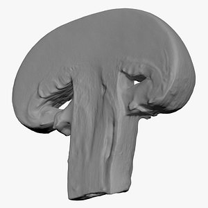 3D Champignon Mushroom Slice Scan