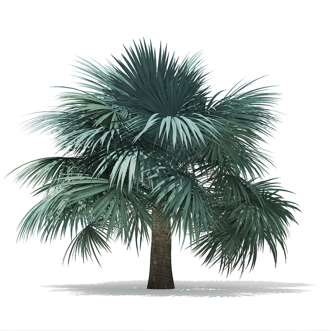 3D palm trees model https://p.turbosquid.com/ts-thumb/zD/bshfM7/H2aLB7ml/cgaxis_models_110_47/jpg/1552598486/1920x1080/fit_q87/8b6b69cd8bab3db59d7270f6df58fb9ea0f7dde7/cgaxis_models_110_47.jpg