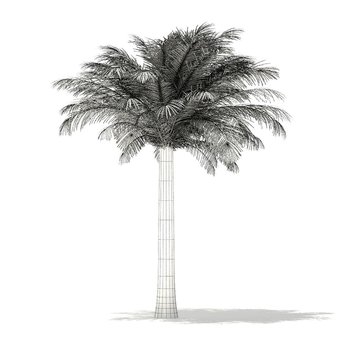 3D palm trees model https://p.turbosquid.com/ts-thumb/zD/bshfM7/RQbTbaqu/cgaxis_models_110_4500_grid/jpg/1552598486/1920x1080/fit_q87/6aae8d4c62a30e34f0b047ccc8df457f6d4aace7/cgaxis_models_110_4500_grid.jpg
