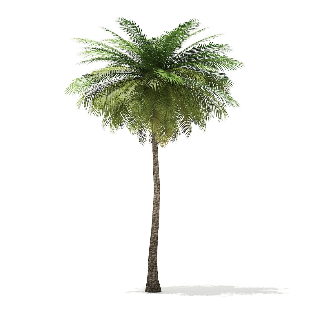 3D palm trees model https://p.turbosquid.com/ts-thumb/zD/bshfM7/W3VvCJ82/cgaxis_models_110_12/jpg/1552598482/1920x1080/fit_q87/821813383f329e7f1cab00f61c25f30ca0d126b7/cgaxis_models_110_12.jpg
