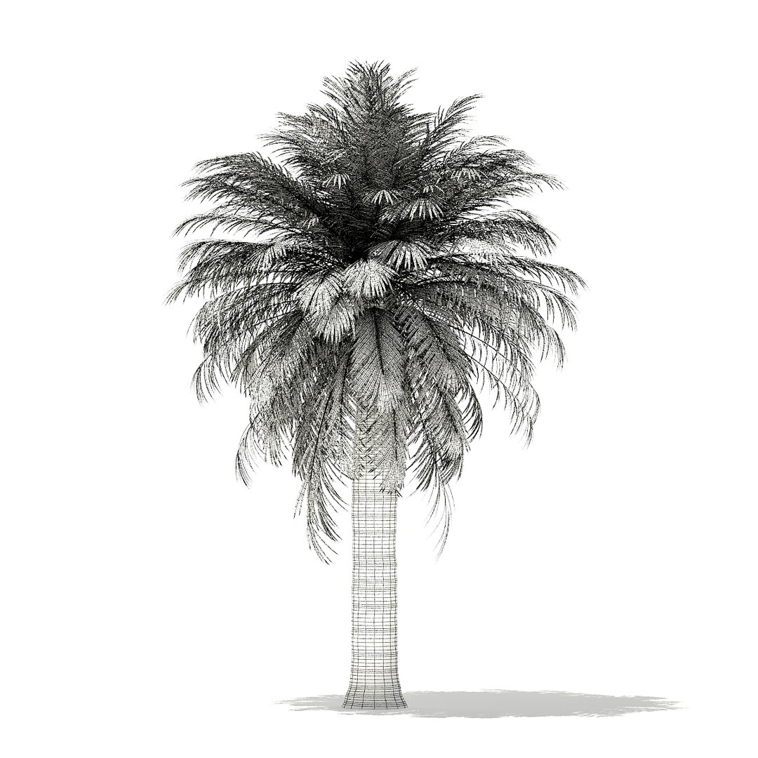 3D palm trees model https://p.turbosquid.com/ts-thumb/zD/bshfM7/iYWJk8Kc/cgaxis_models_110_0800_grid/jpg/1552598481/1920x1080/fit_q87/945d3da8db98978d4e9c1d49154f427b081ef133/cgaxis_models_110_0800_grid.jpg