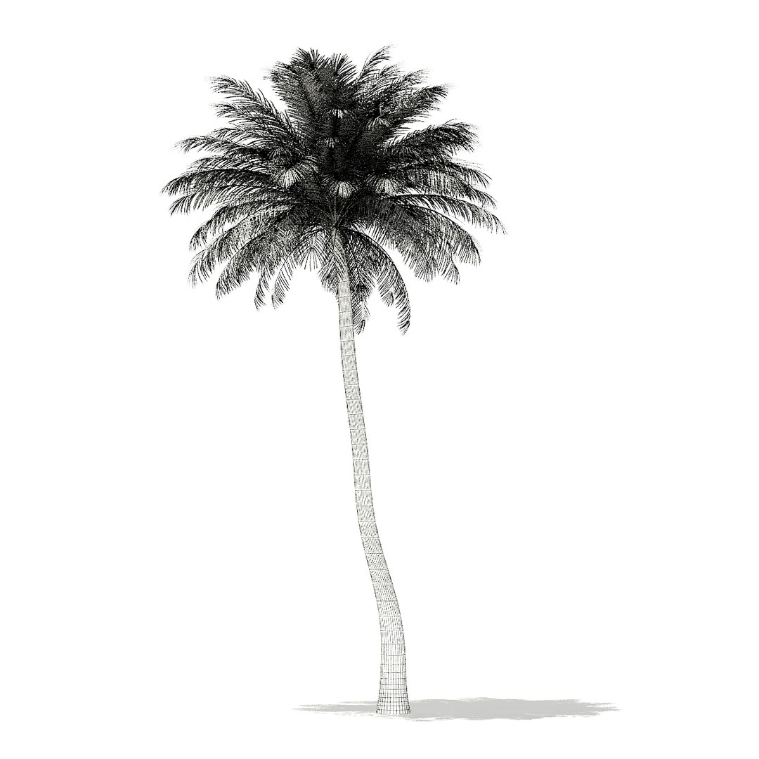 3D palm trees model https://p.turbosquid.com/ts-thumb/zD/bshfM7/rwPtFatx/cgaxis_models_110_4300_grid/jpg/1552598486/1920x1080/fit_q87/c92e8fd1a069fa7b728d92154814bcbf4c91c1eb/cgaxis_models_110_4300_grid.jpg
