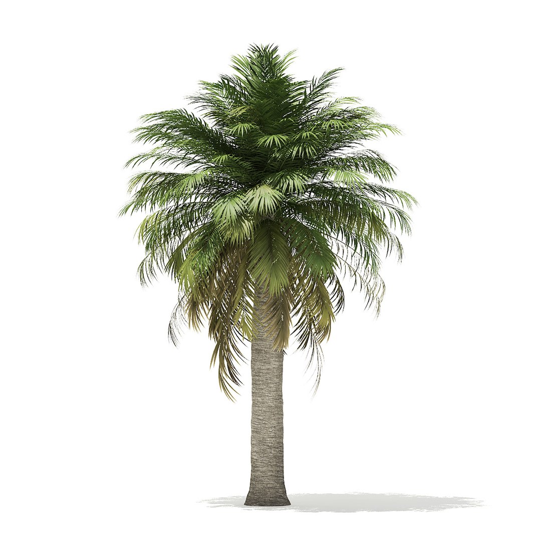 3D palm trees model https://p.turbosquid.com/ts-thumb/zD/bshfM7/sLkI8FeO/cgaxis_models_110_08/jpg/1552598481/1920x1080/fit_q87/8bd64d3d3bfffdfd51dc55f5151dc75fdb6078ad/cgaxis_models_110_08.jpg