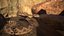Rattlesnake