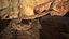 Rattlesnake