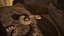 Rattlesnake