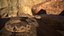Rattlesnake