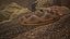 Rattlesnake