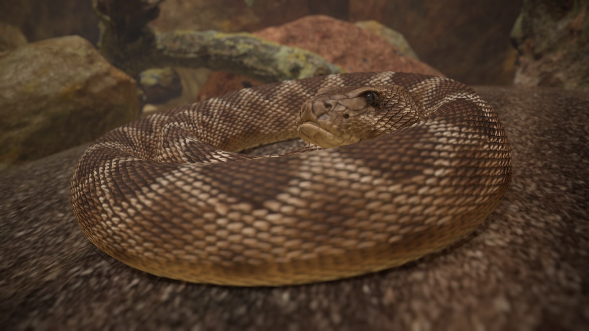 Rattlesnake 3D model https://p.turbosquid.com/ts-thumb/zD/qOTdbA/Il/screenshot088/png/1626569459/1920x1080/fit_q87/0d4c0141a0f33e422af966275e11c4f96a9cd6de/screenshot088.jpg