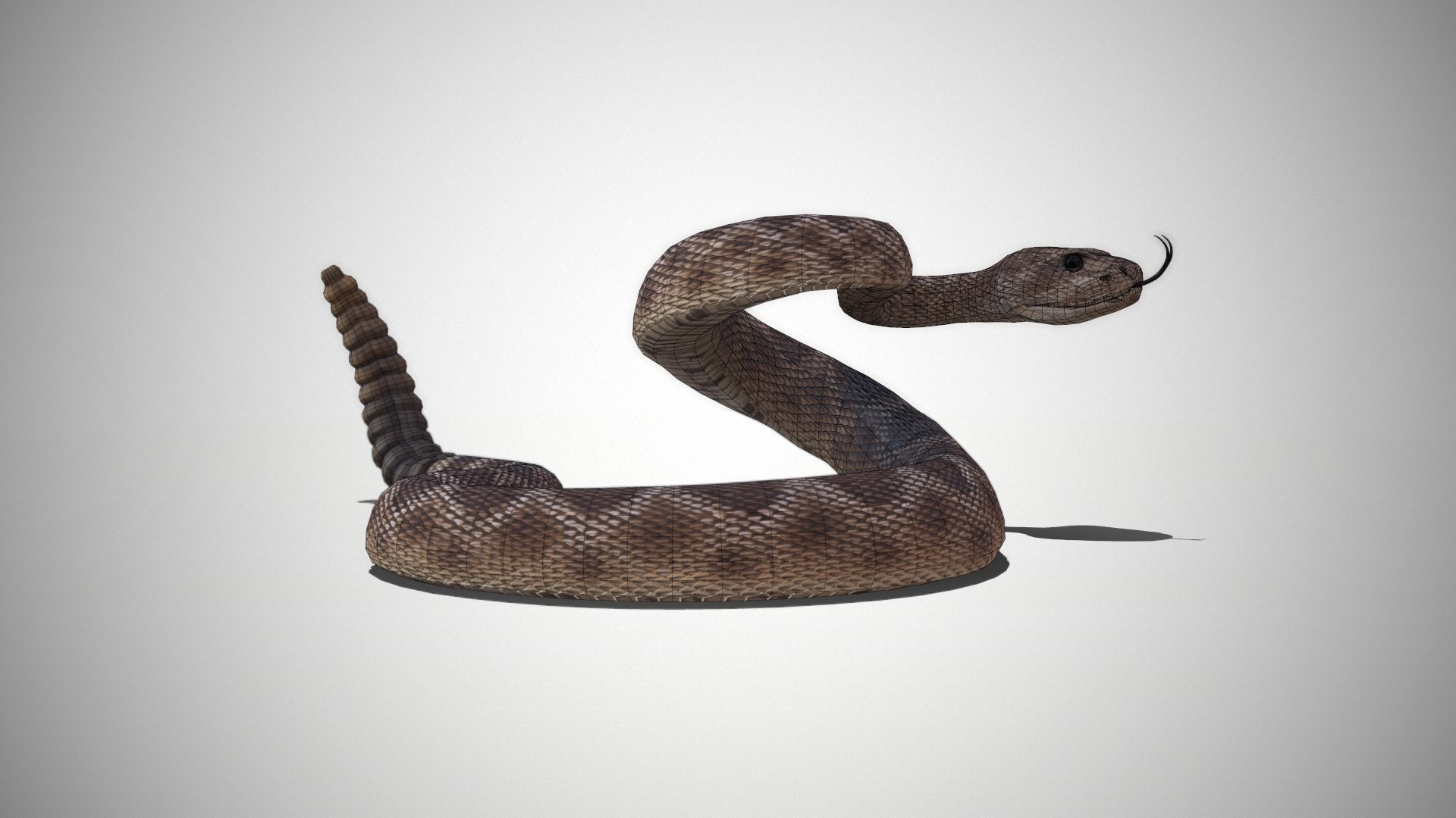 Rattlesnake 3D model https://p.turbosquid.com/ts-thumb/zD/qOTdbA/OW/screenshot090/png/1626569417/1920x1080/fit_q87/c7c9dad9867ce7ff32c25b0017a282b430e32671/screenshot090.jpg