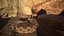 Rattlesnake