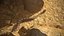 Rattlesnake