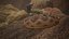 Rattlesnake