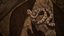 Rattlesnake
