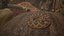 Rattlesnake