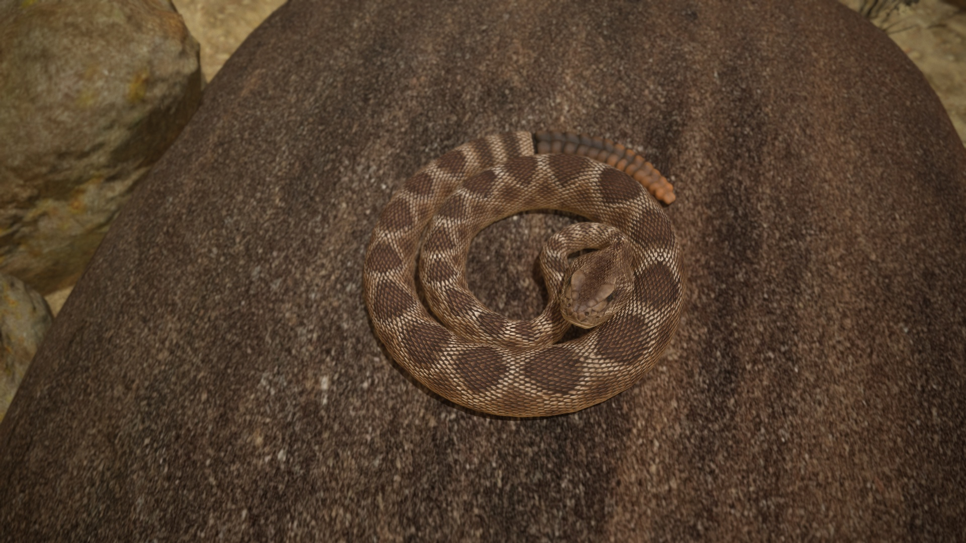 Rattlesnake 3D model https://p.turbosquid.com/ts-thumb/zD/qOTdbA/Yr/ttbl4/jpg/1626570739/1920x1080/turn_fit_q99/94d086154361feea1402ae641a77d04783b605d6/ttbl4-1.jpg